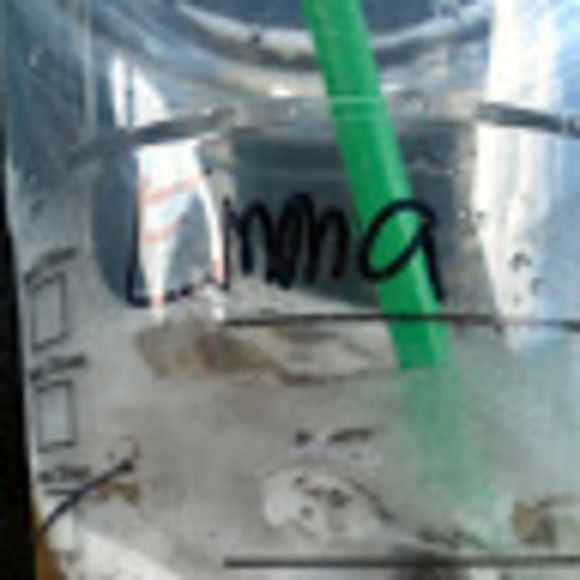 Meet your Posher, Emma - Picture 1 of 1